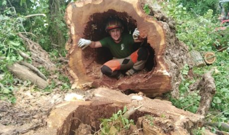Abattage d'arbre dangereux à Montluçon et ses environs